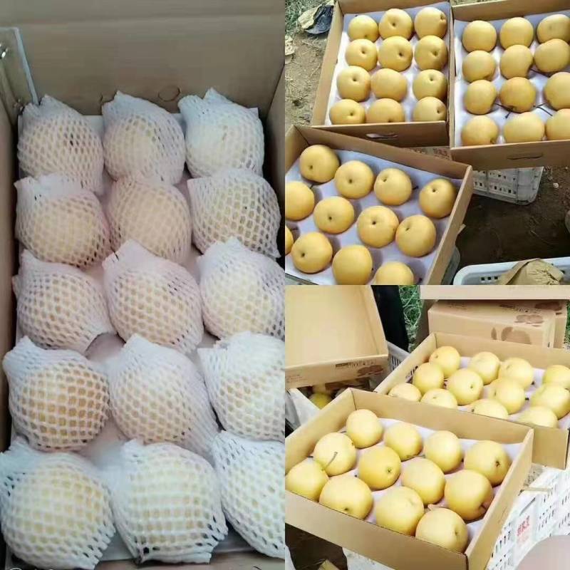 黄金梨上市了，欢迎新老客户联系洽谈