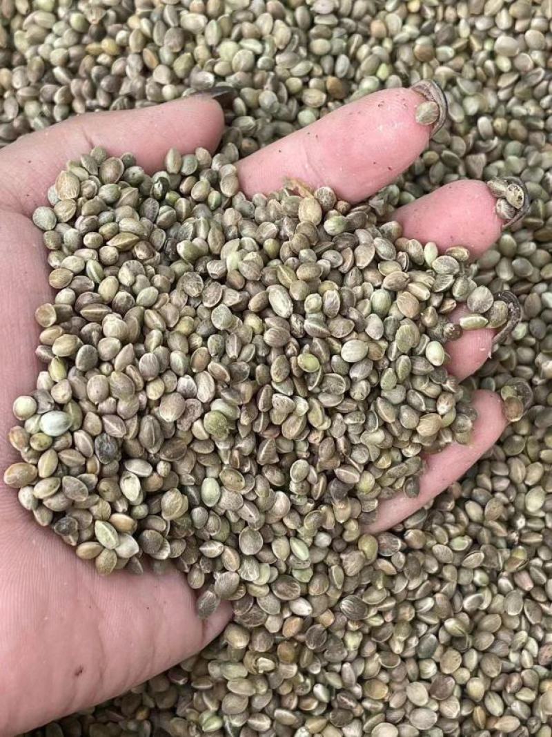火麻仁大货需要的联系
