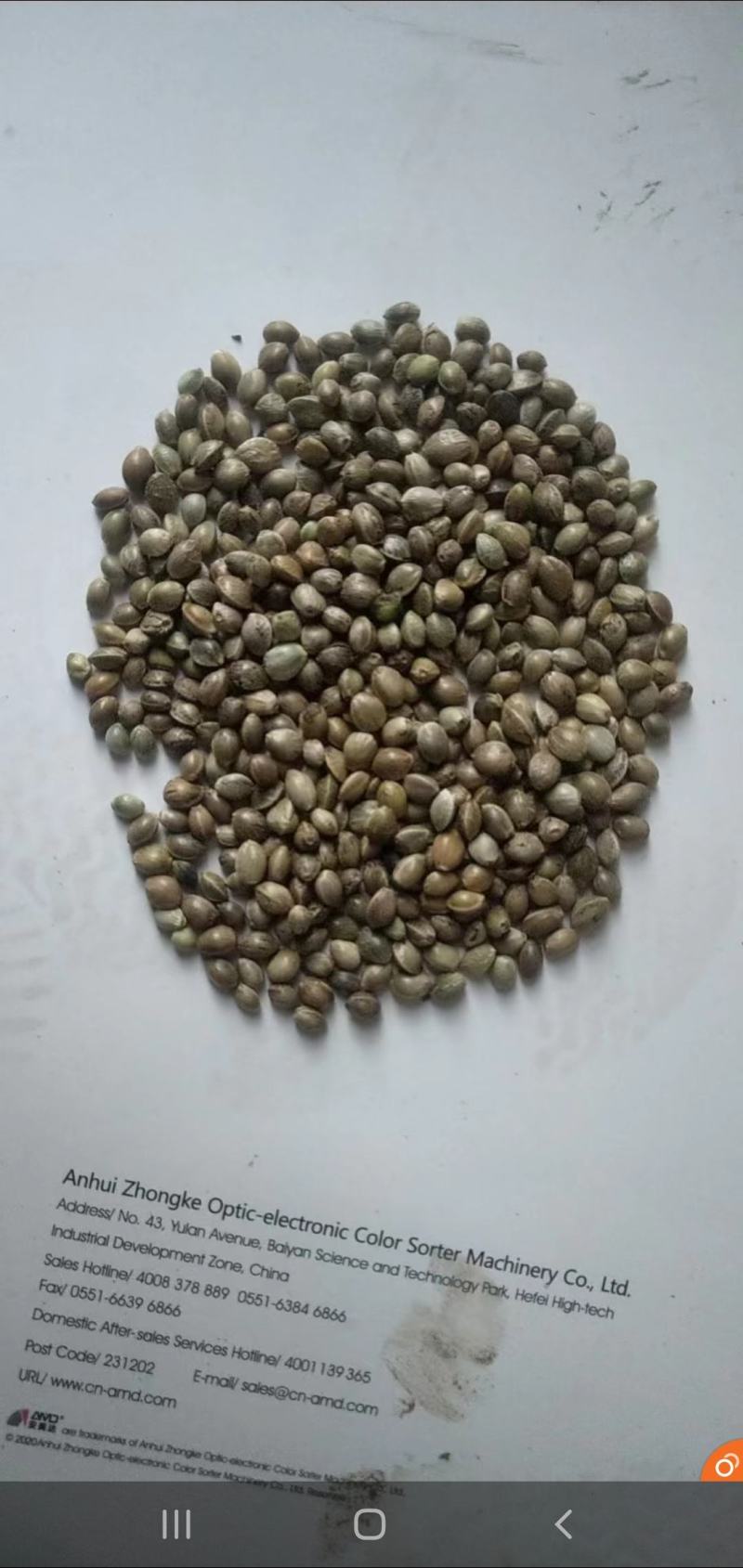 火麻仁大货需要的联系