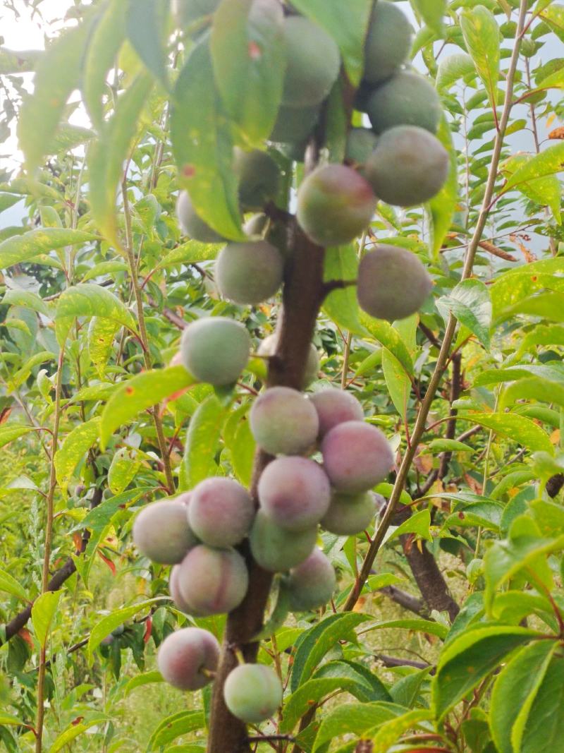 汶川红脆李