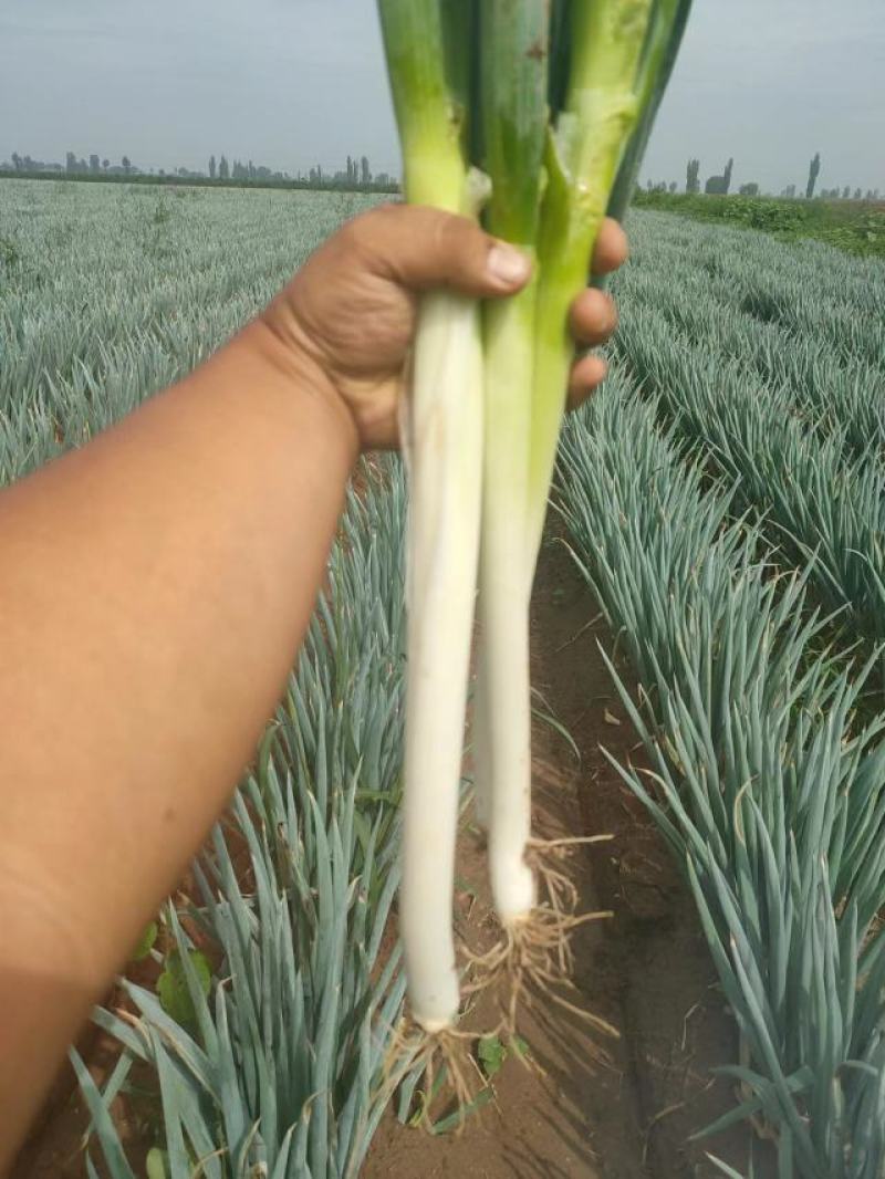 忻州铁杆大葱大量走货中，欢迎新老顾客前来