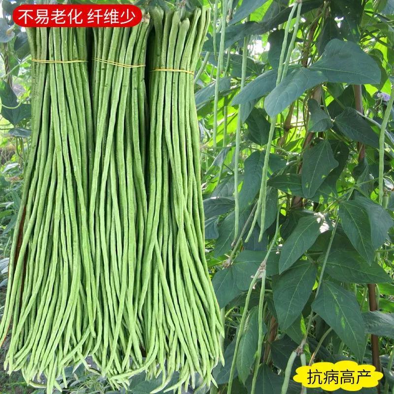 致富鲜翠豇豆种子小叶长荚顺直油绿高产抗病农家春秋播种