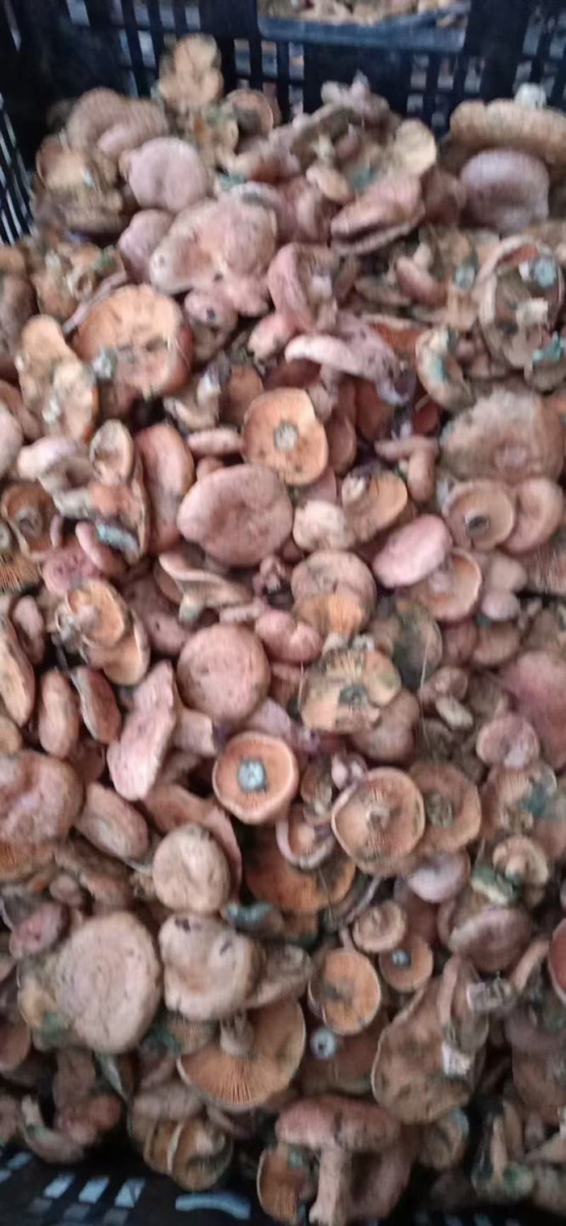 东北野生食用枞树菌无空包无虫可放心前来选购