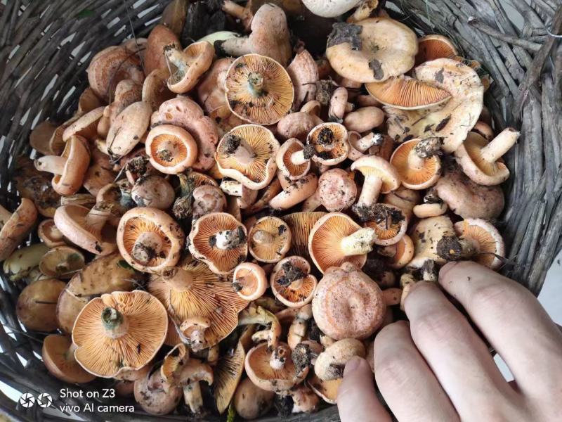 东北野生食用枞树菌无空包无虫可放心前来选购
