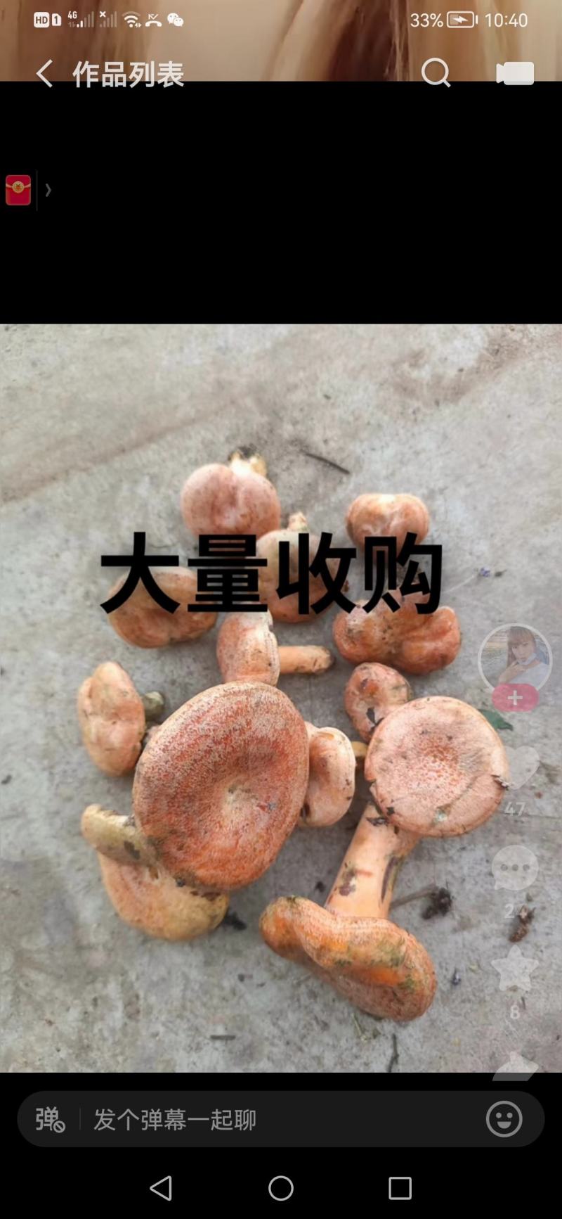 东北野生食用枞树菌无空包无虫可放心前来选购
