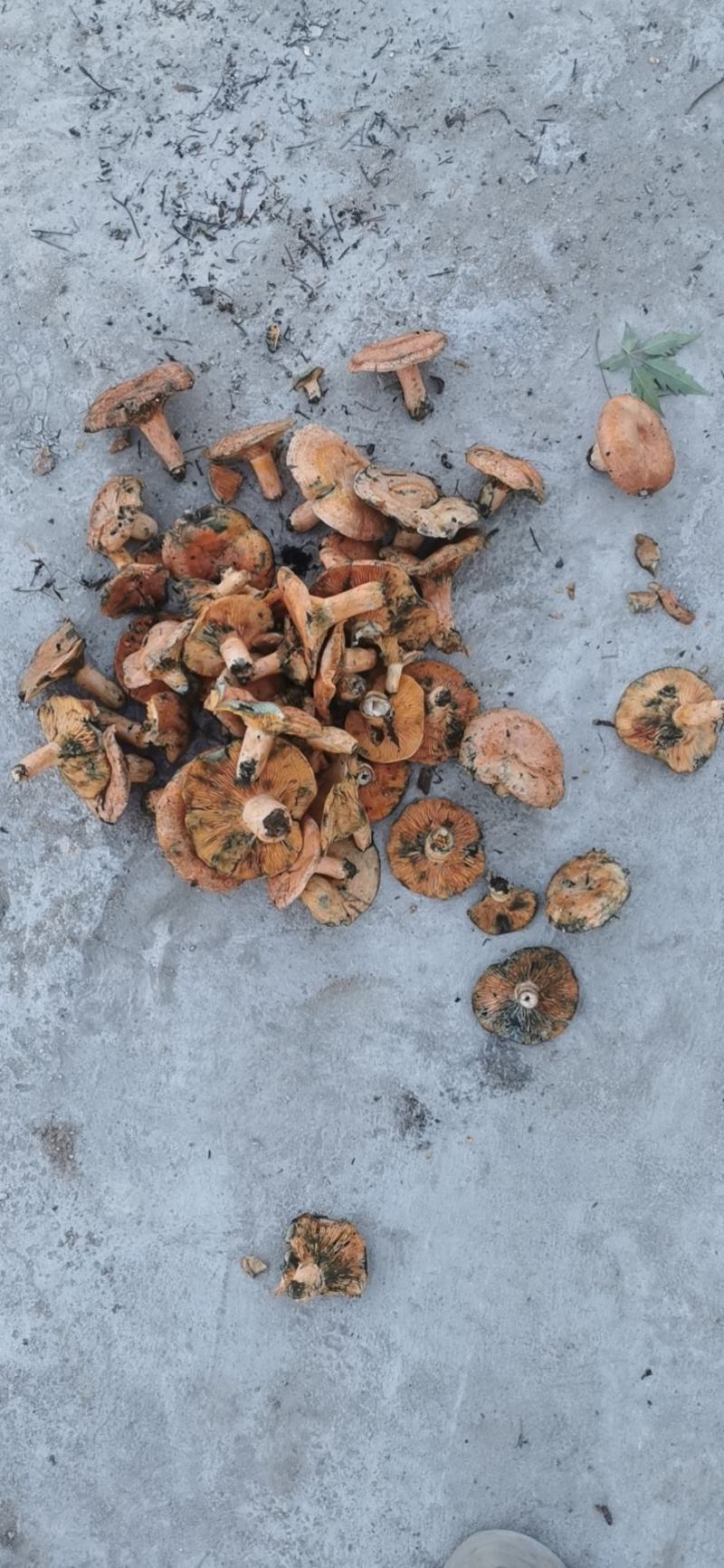 东北野生食用枞树菌无空包无虫可放心前来选购