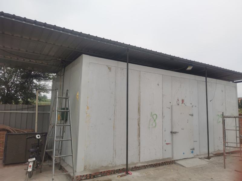 东北野生食用枞树菌无空包无虫可放心前来选购
