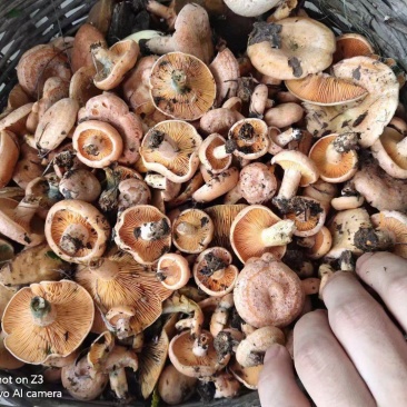东北野生食用枞树菌无空包无虫可放心前来选购