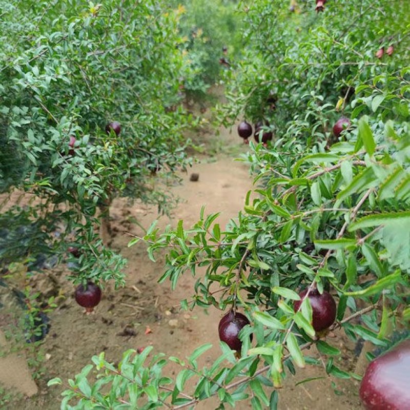 石榴树苗墨玉石榴特大石榴果树南北方种植庭院盆栽矮化墨石榴