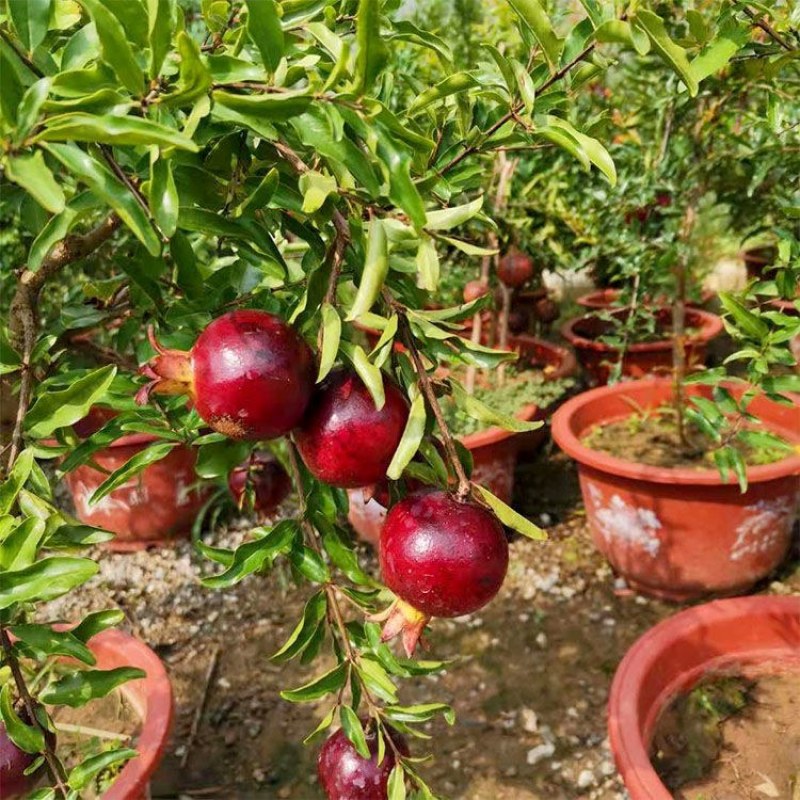 石榴树苗墨玉石榴特大石榴果树南北方种植庭院盆栽矮化墨石榴