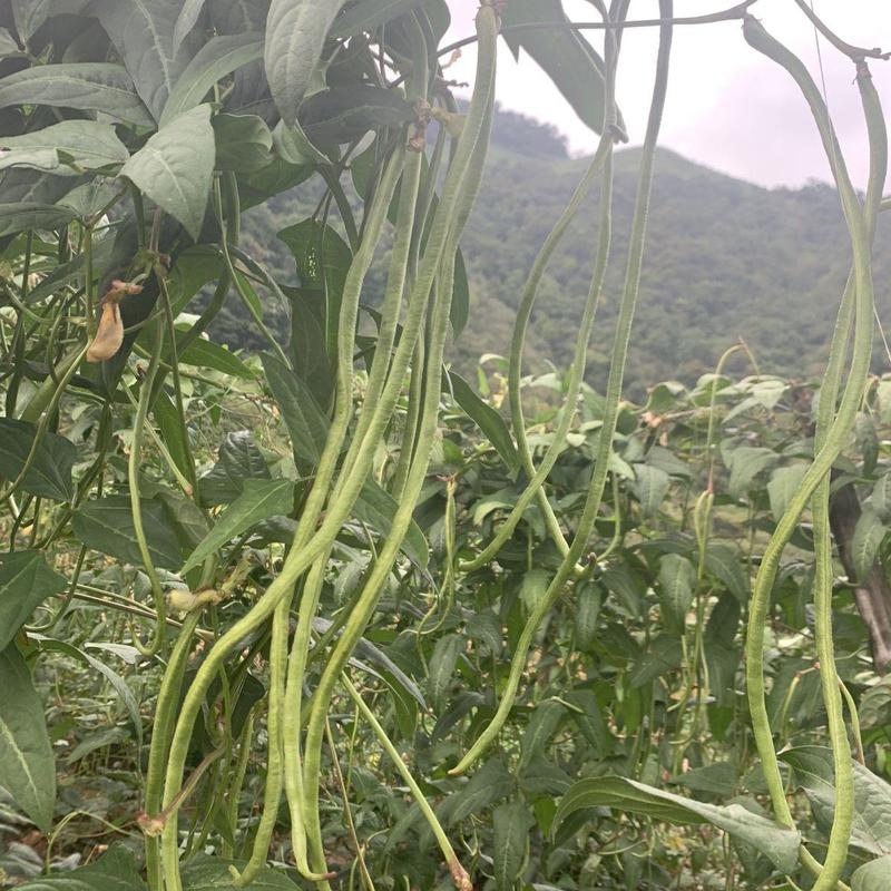 远农翠绿宝长豇豆种子厚肉型长豆角种籽基地专用荚油亮翠绿色