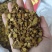 黄芩够含量黄芩片枯黄芩批发零售各种规格