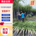 黑皮甘蔗产地现发可视频看货有便宜回程车