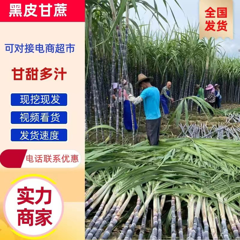 黑皮甘蔗产地现发可视频看货有便宜回程车