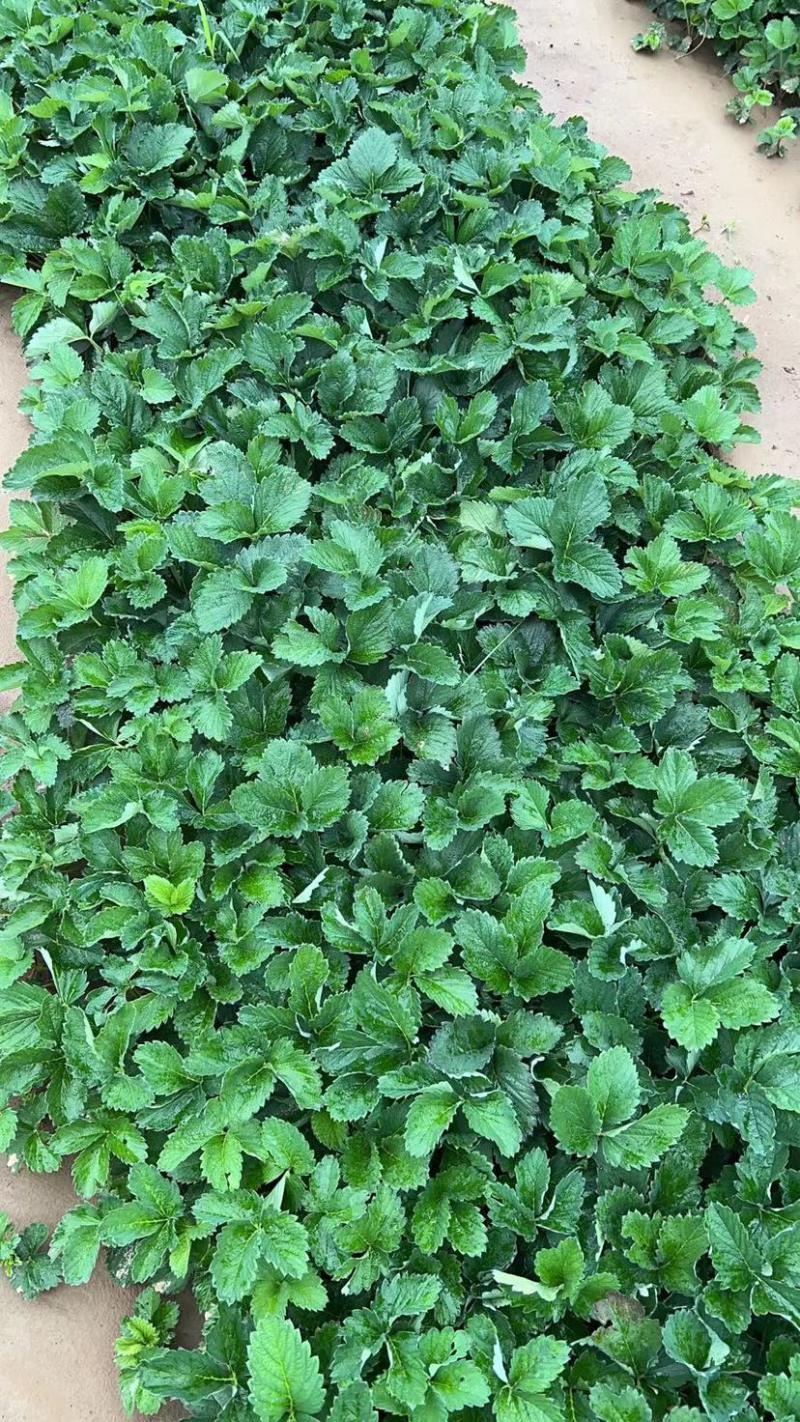 隋珠香野红颜天使八号粉玉京藏香大赛