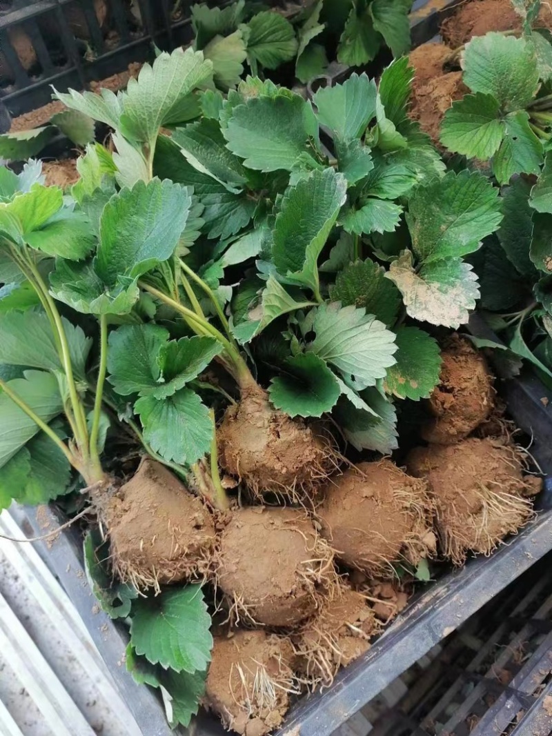 隋珠香野红颜天使八号粉玉京藏香大赛