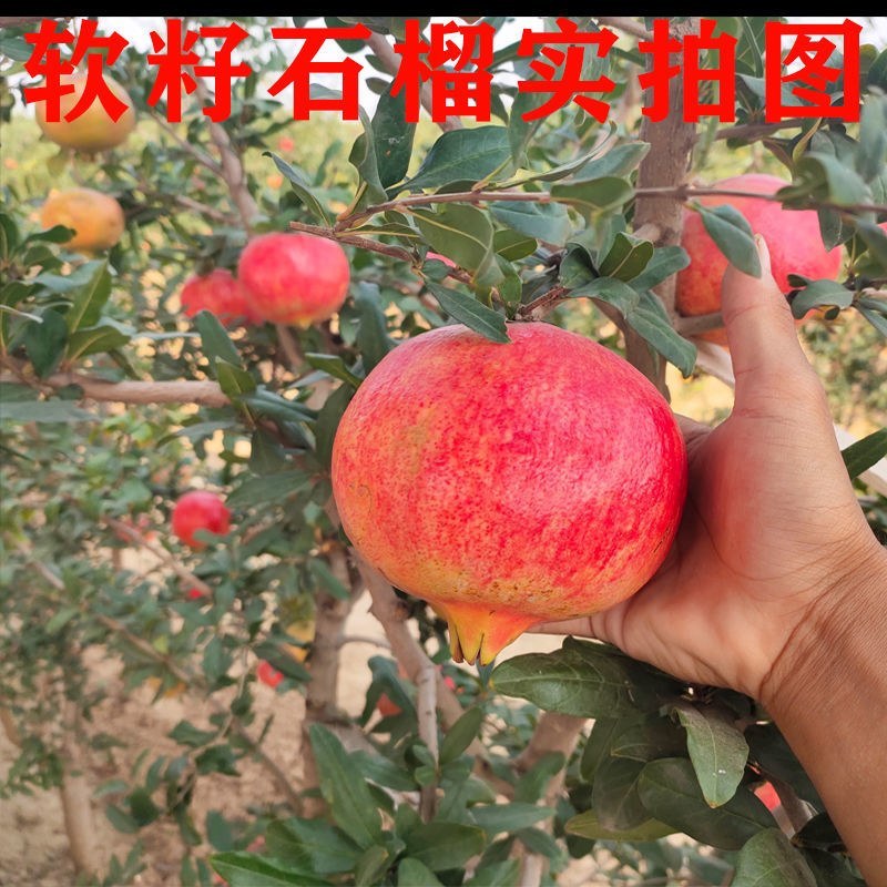 嫁接无籽纯甜石榴苗突尼斯软籽石榴树苗盆栽地栽南方北方种植