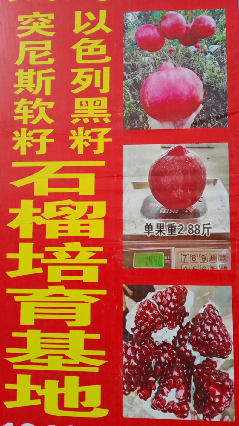 嫁接无籽纯甜石榴苗突尼斯软籽石榴树苗盆栽地栽南方北方种植
