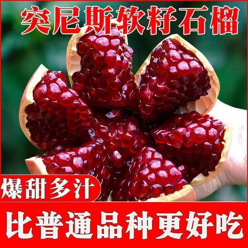 嫁接无籽纯甜石榴苗突尼斯软籽石榴树苗盆栽地栽南方北方种植