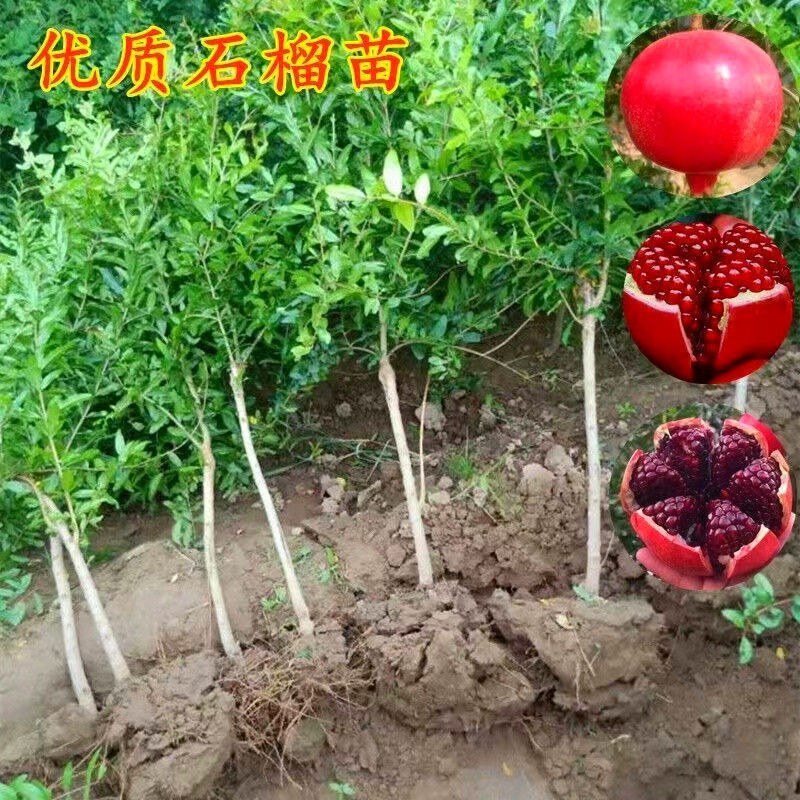 嫁接无籽纯甜石榴苗突尼斯软籽石榴树苗盆栽地栽南方北方种植