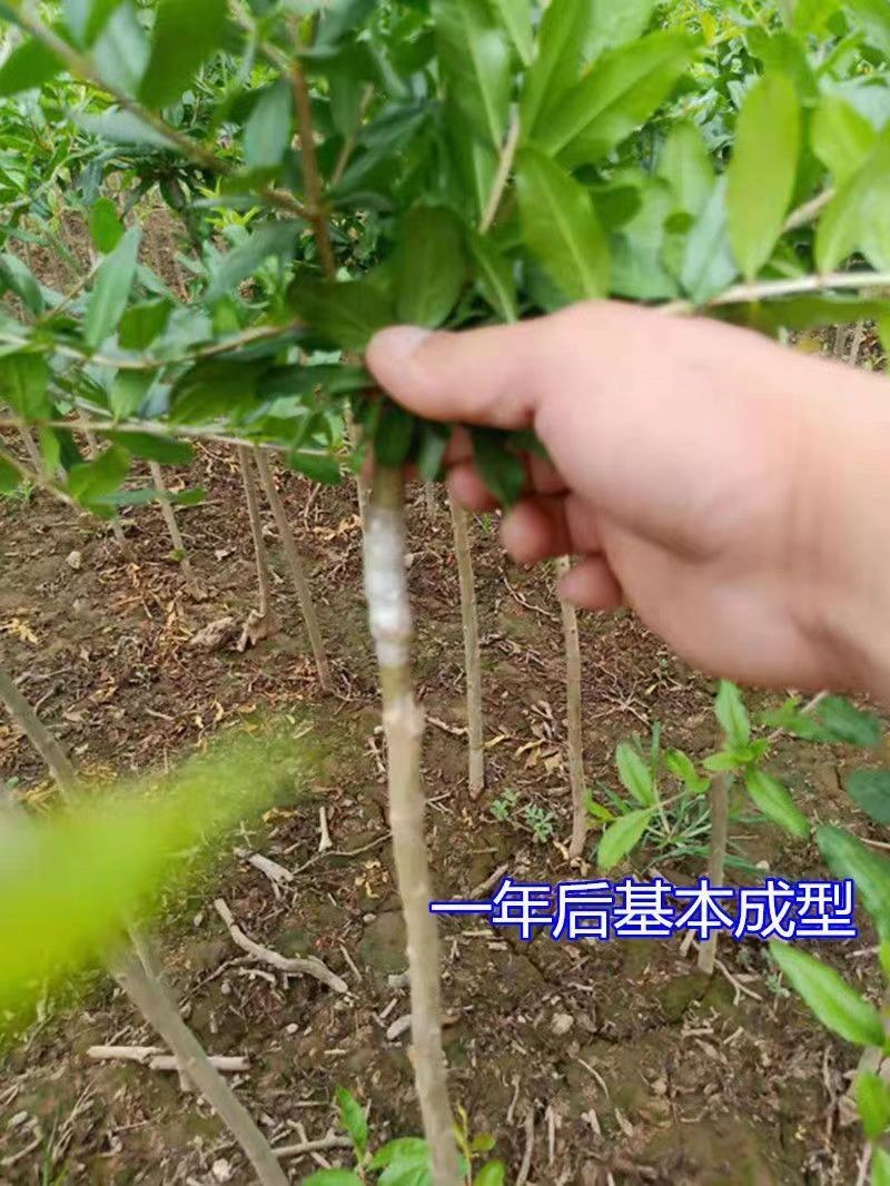 嫁接无籽纯甜石榴苗突尼斯软籽石榴树苗盆栽地栽南方北方种植
