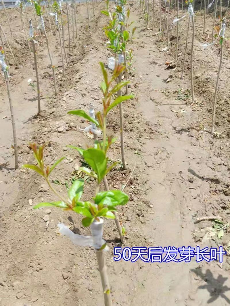 嫁接无籽纯甜石榴苗突尼斯软籽石榴树苗盆栽地栽南方北方种植