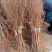 嫁接无籽纯甜石榴苗突尼斯软籽石榴树苗盆栽地栽南方北方种植
