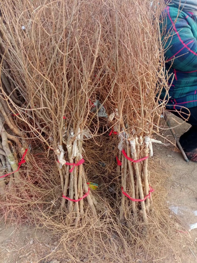嫁接无籽纯甜石榴苗突尼斯软籽石榴树苗盆栽地栽南方北方种植