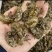 蝉蜕-野生蝉蜕蝉蜕-野生蝉蜕蝉蜕-野生蝉蜕蝉蜕-野生蝉蜕