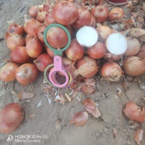 克罗基特制高点皮色好无滑皮根腐夹心烂出口