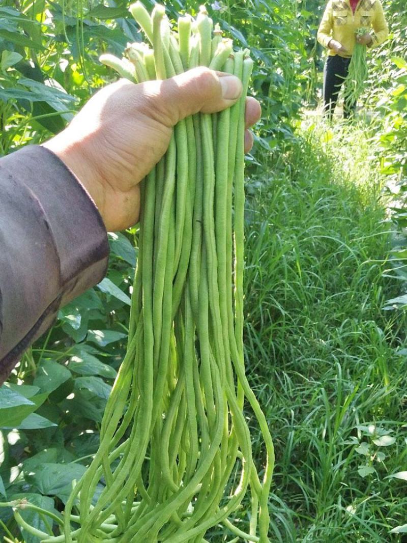 远农密荚宝长角豆种子长豇豆种子嫩绿色籽少厚肉双荚多