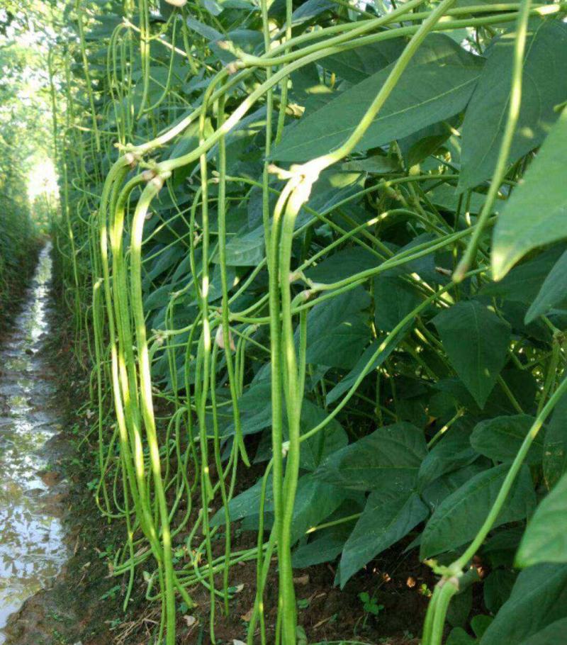 远农密荚宝长角豆种子长豇豆种子嫩绿色籽少厚肉双荚多