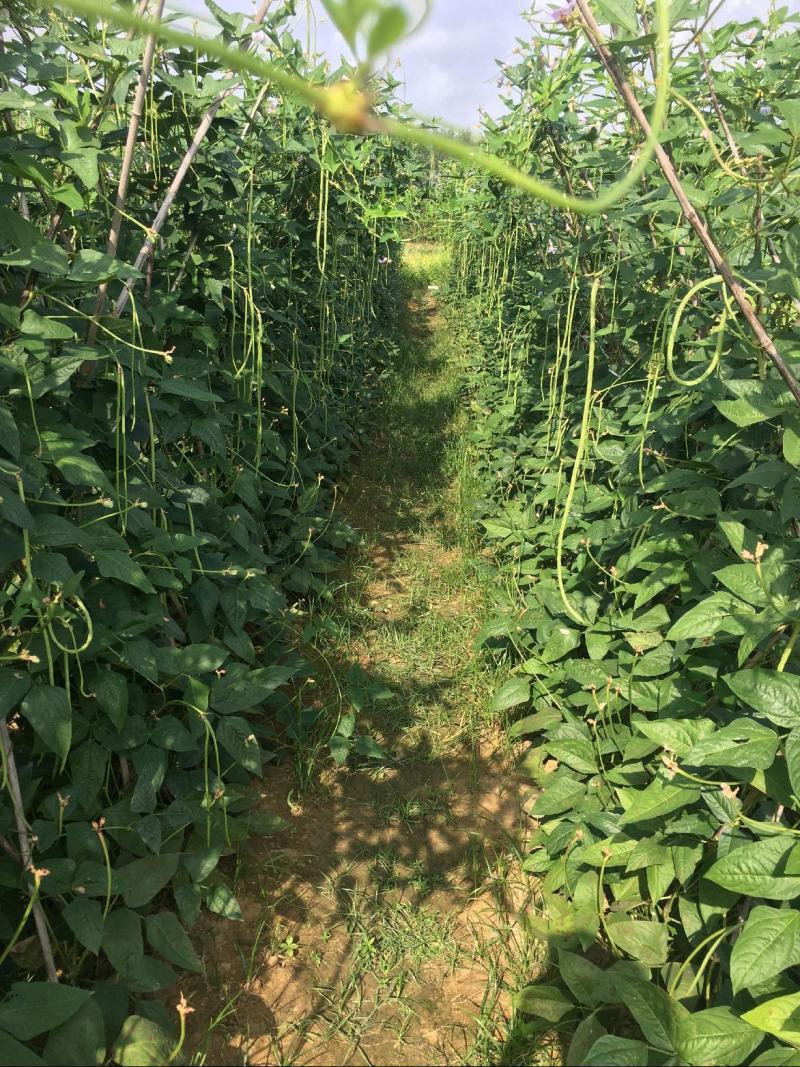 远农密荚宝长角豆种子长豇豆种子嫩绿色籽少厚肉双荚多