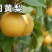 圆黄梨