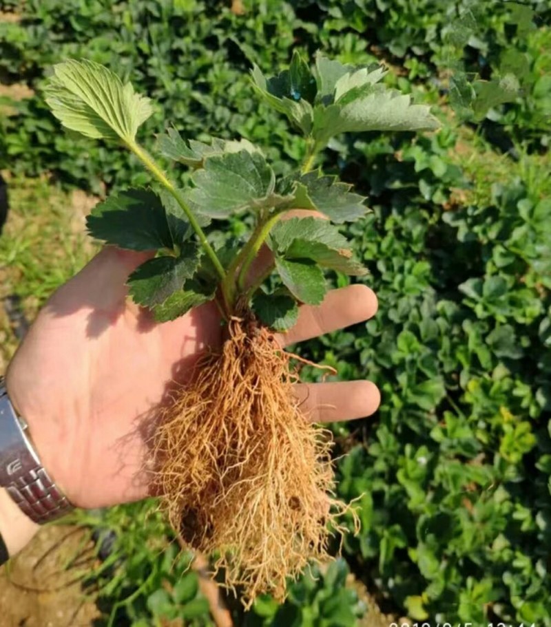 妙香七号草莓苗:天仙醉，奶油，粉玉，梦之莹农科院一代脱毒