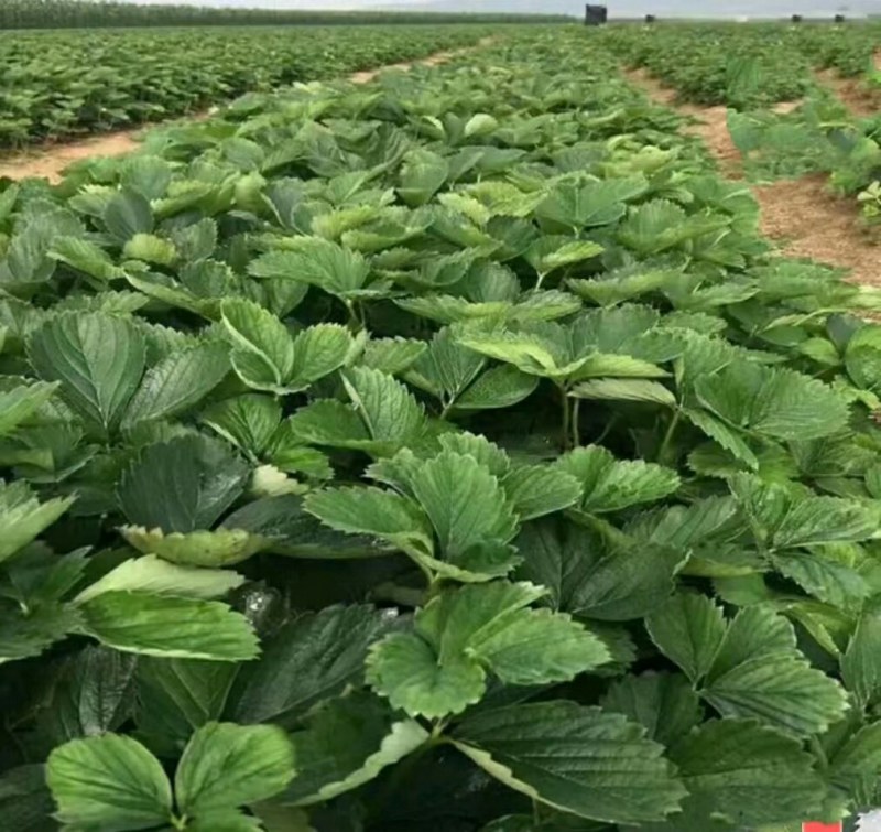 妙香七号草莓苗:天仙醉，奶油，粉玉，梦之莹农科院一代脱毒