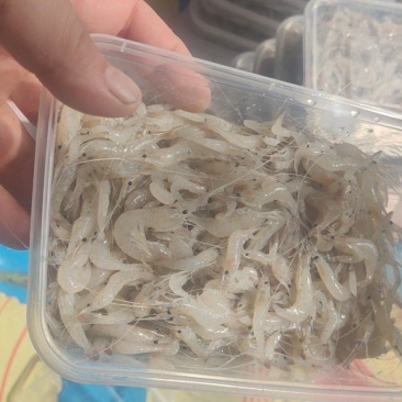白河虾