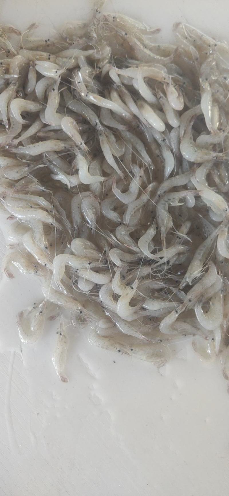 白河虾