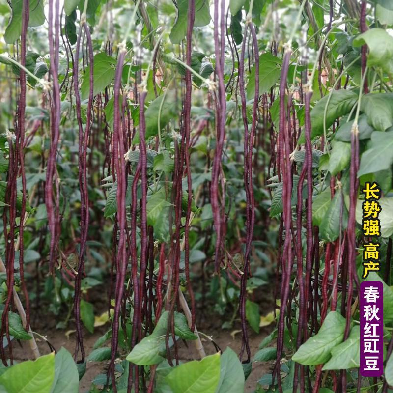 龙盛冠天下长红豆角种子春秋红豆角肉厚耐老化耐热耐寒高产