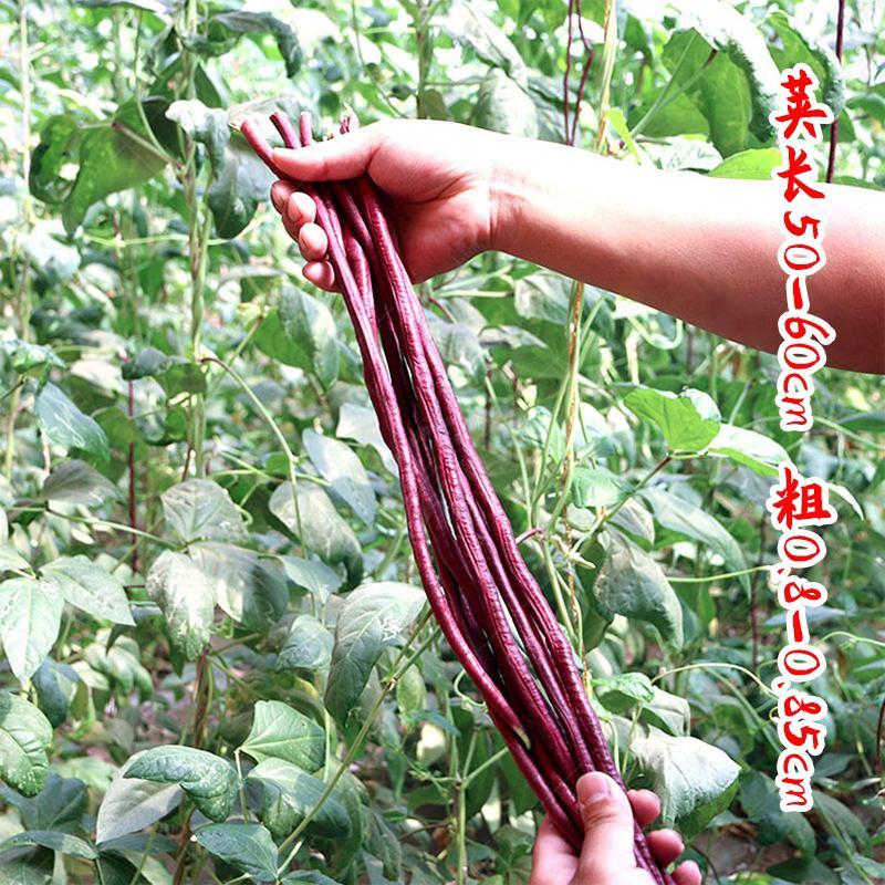 龙盛冠天下长红豆角种子春秋红豆角肉厚耐老化耐热耐寒高产