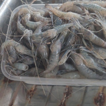 青河虾