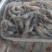 青河虾