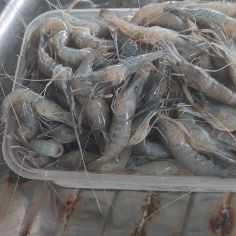 青河虾