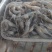 青河虾