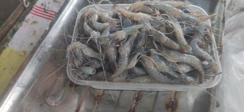 青河虾