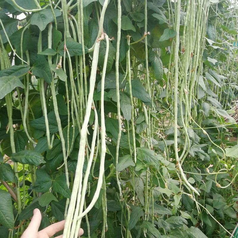 西龙雪优美豇豆种子高产抗病强白玉豇豆种粗长肉豇豆蔬菜种孑