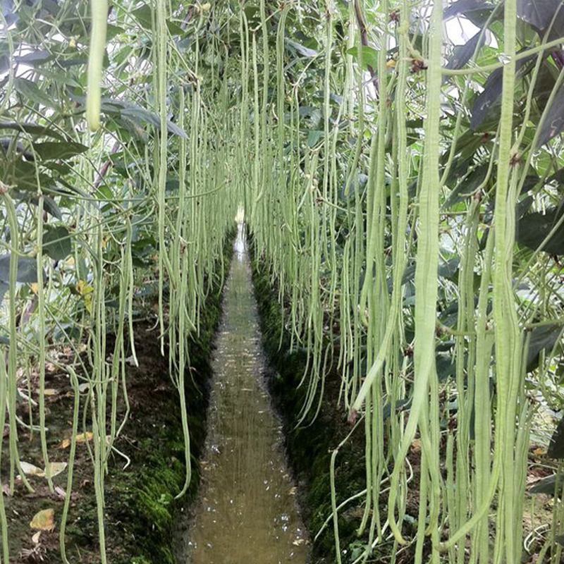 西龙雪优美豇豆种子高产抗病强白玉豇豆种粗长肉豇豆蔬菜种孑