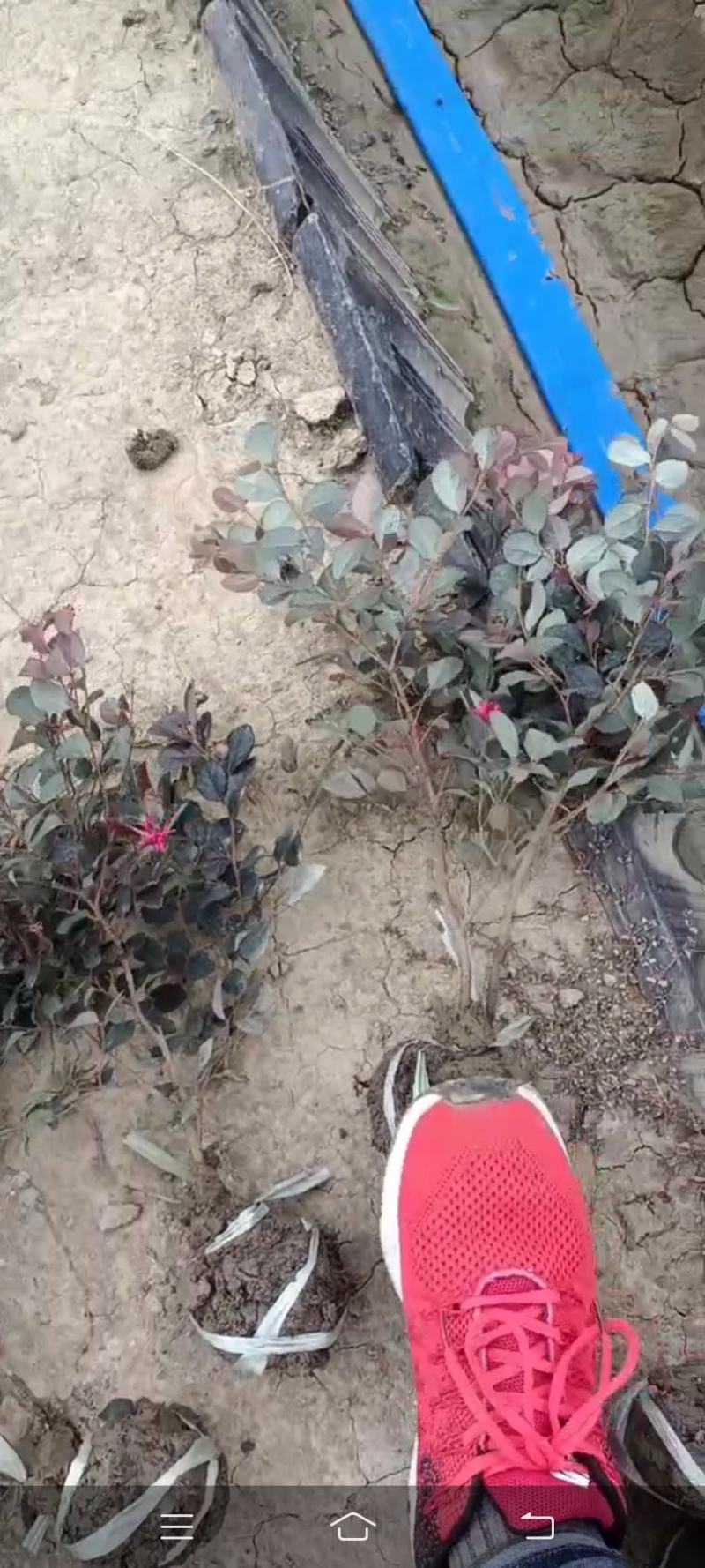 大量供应海桐小毛球，红叶石楠小毛球，金边黄杨，金森女真，