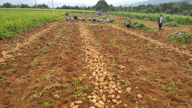 云南丽江，高海拨种植丽薯六号，大量上市。欢迎采购诚信经营