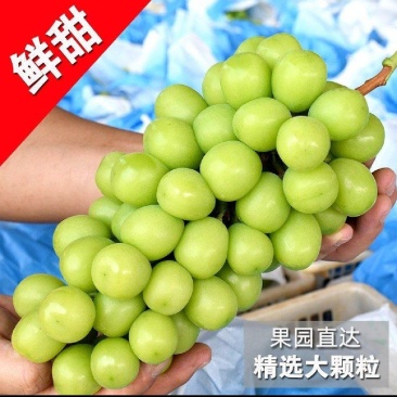 阳光玫瑰大量供应中，欢迎老板前来采购！一次信任终身朋友